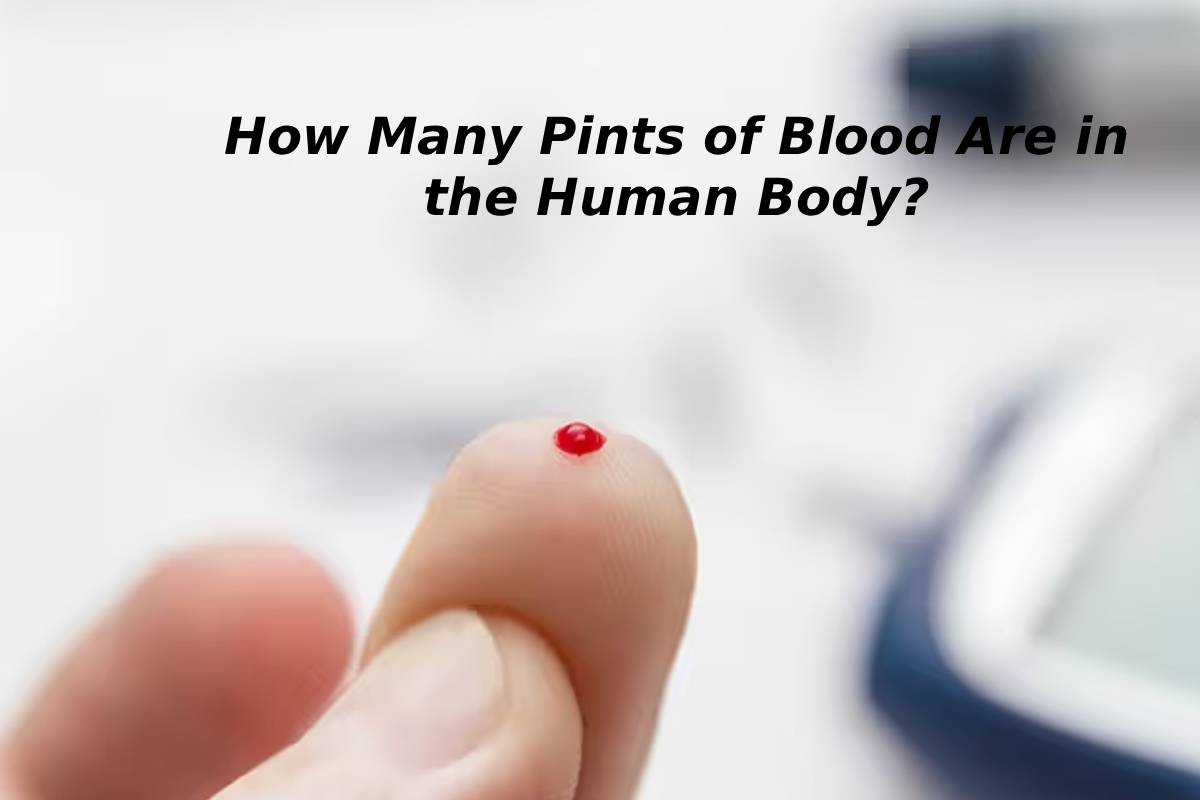 How Many Pints Of Blood Are In The Human Body?