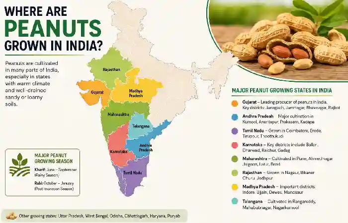 where are peanuts grown in india